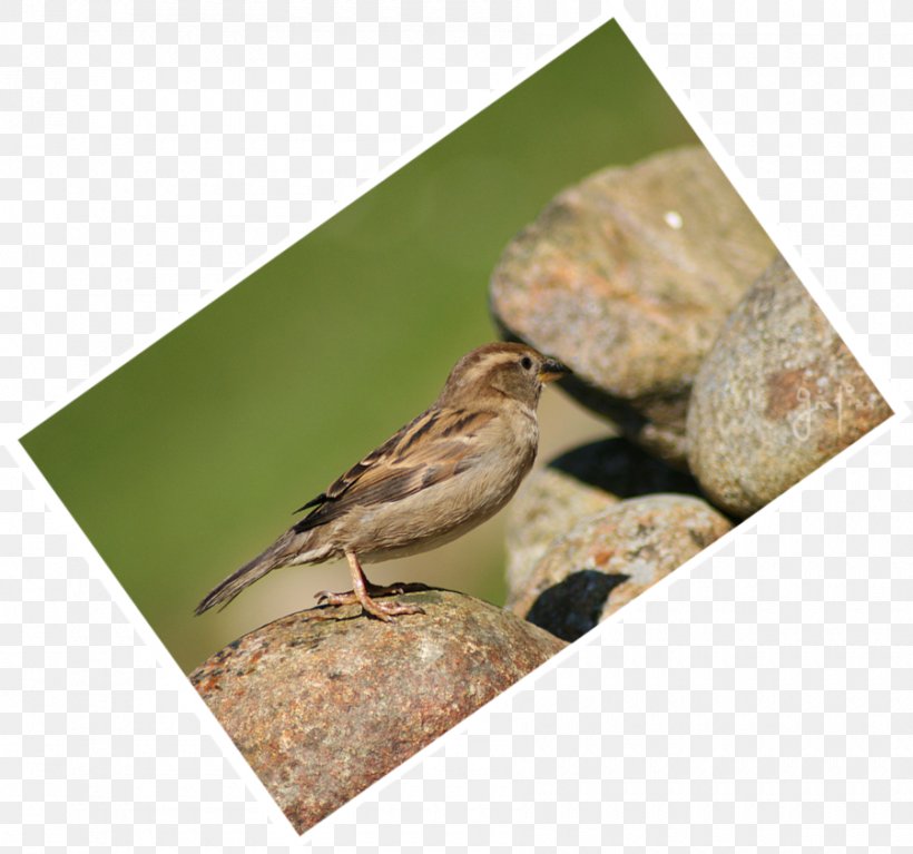 Wren Fauna Beak, PNG, 900x842px, Wren, Beak, Bird, Fauna Download Free