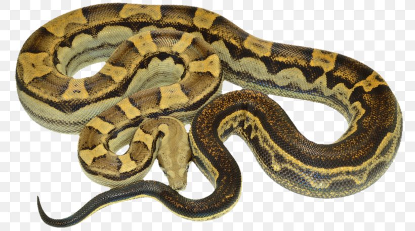 Boa Constrictor Hognose Snake Reptile Kingsnakes, PNG, 800x457px, Boa Constrictor, Anaconda, Boas, Colubridae, Constriction Download Free