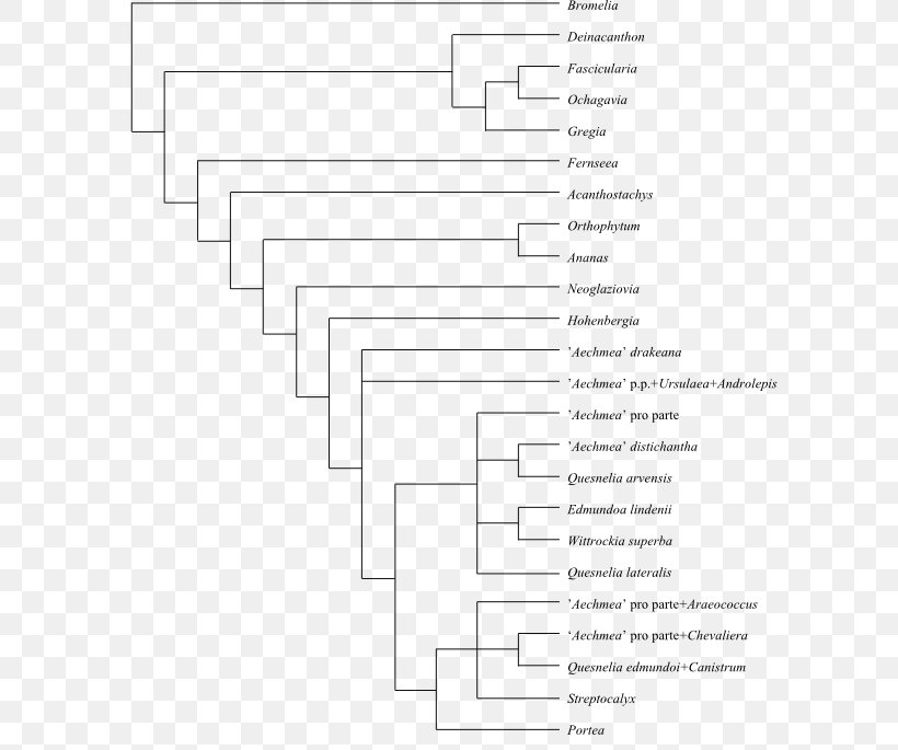 Cladogram Phylogenetic Tree Cladistics Phylogenetics Systematics, PNG, 600x685px, Cladogram, Area, Black And White, Bromelia, Bromeliads Download Free
