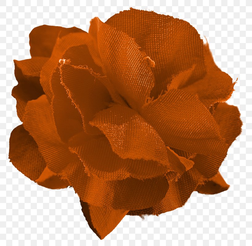 Cut Flowers Petal, PNG, 800x800px, Cut Flowers, Flower, Orange, Peach, Petal Download Free