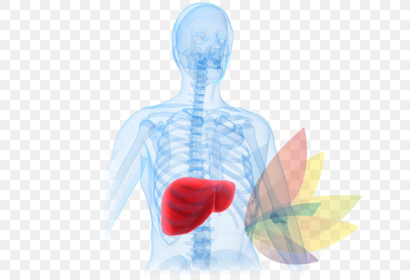 Liver Disease Liver Failure Acetaminophen Hepatotoxicity, PNG, 650x560px, Watercolor, Cartoon, Flower, Frame, Heart Download Free