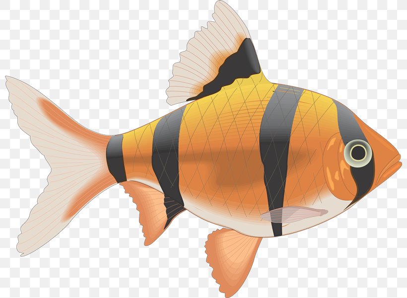 Raster Graphics Clip Art, PNG, 800x601px, Raster Graphics, Bony Fish, Computer Graphics, Coral Reef Fish, Fauna Download Free