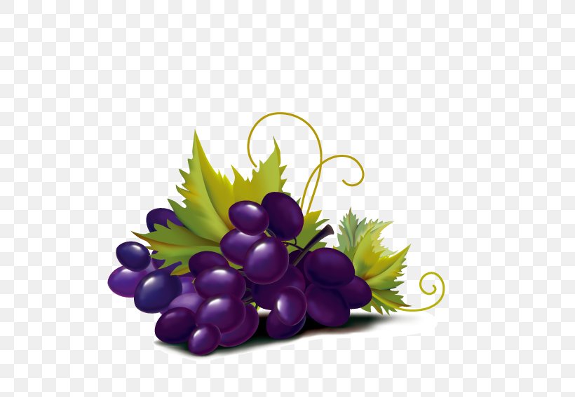 Violet Grape Color Illustration, PNG, 567x567px, Violet, Art, Color, Drawing, Floral Design Download Free