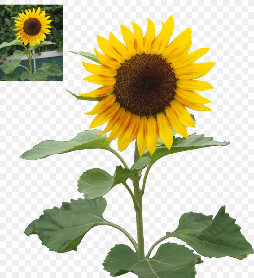 Common Sunflower Sunflower Seed Daisy Family, PNG, 854x936px, Common Sunflower, Annual Plant, Asterales, Daisy Family, Deviantart Download Free