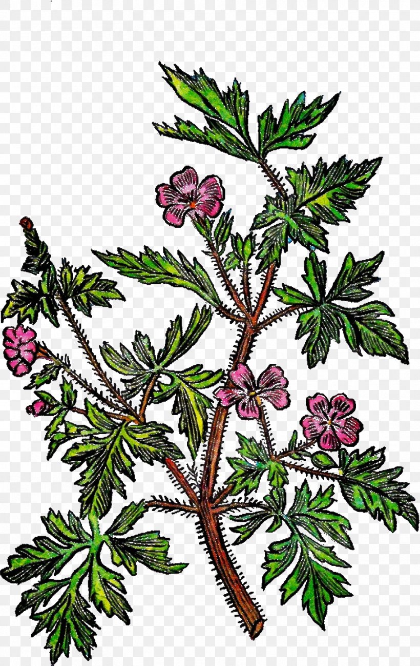 Flower Plant Tree Flowering Plant Branch, PNG, 912x1444px, Watercolor, American Larch, Branch, Flower, Flowering Plant Download Free