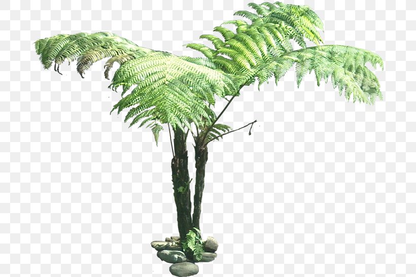 Tree Plant Drawing Clip Art, PNG, 700x546px, Tree, Arecales, Branch, Coconut, Cyathea Cooperi Download Free