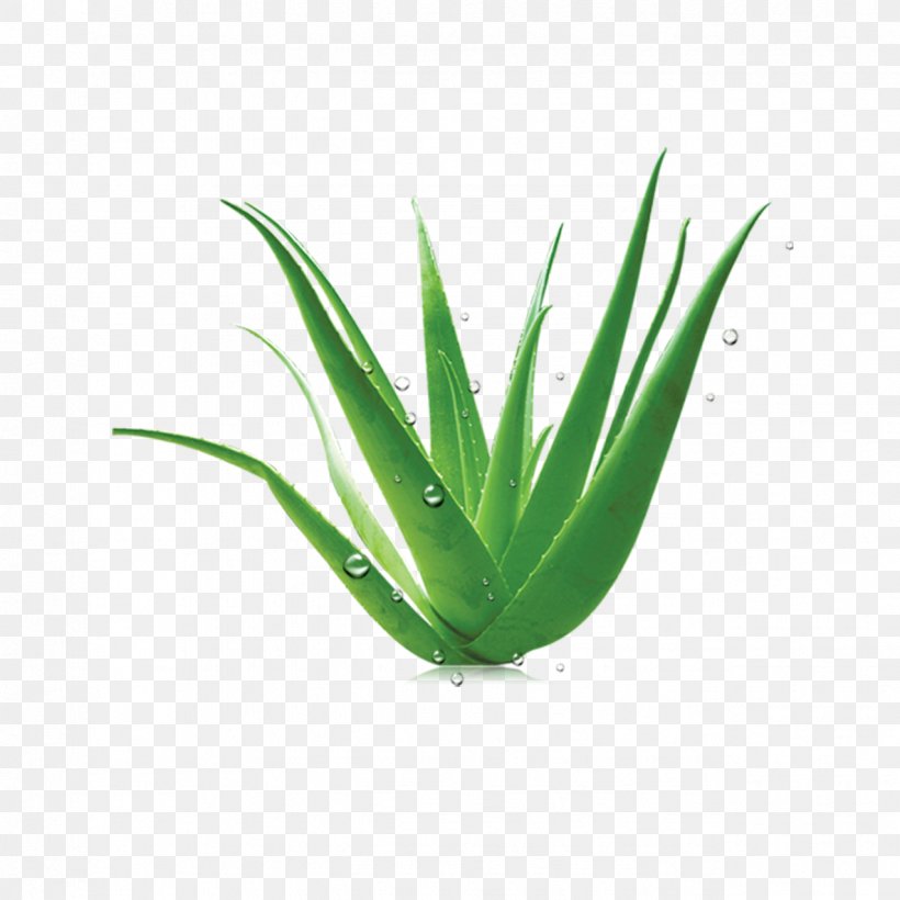 Aloe Vera Euclidean Vector, PNG, 1276x1276px, Aloe Vera, Agave, Aloe, Element, Flowerpot Download Free