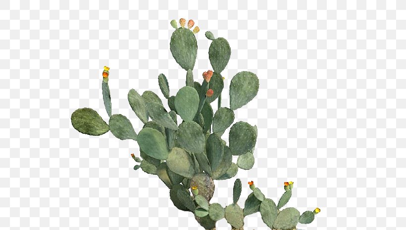 Barbary Fig Eastern Prickly Pear Cactaceae Beavertail Cactus Plant, PNG, 589x466px, Barbary Fig, Ash, Beavertail Cactus, Cactaceae, Cactus Download Free
