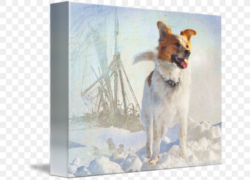 Dog Breed Icelandic Sheepdog Painting, PNG, 650x591px, Dog Breed, Breed, Carnivoran, Dog, Dog Breed Group Download Free