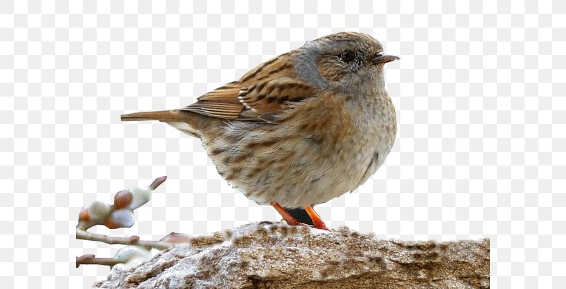House Sparrow Bird Parrot Moineau, PNG, 600x419px, House Sparrow, Beak, Bird, Brambling, Brush Download Free