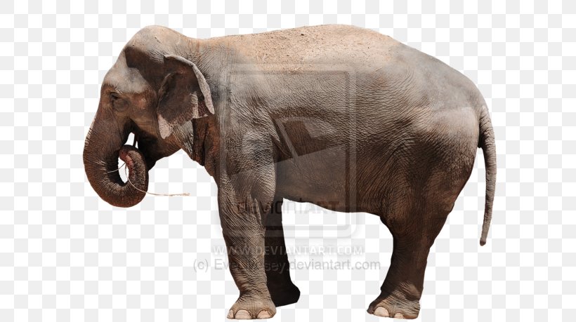 Indian Elephant African Elephant Curtiss C-46 Commando Fauna Wildlife, PNG, 600x459px, Indian Elephant, African Elephant, Animal, Curtiss C46 Commando, Elephant Download Free