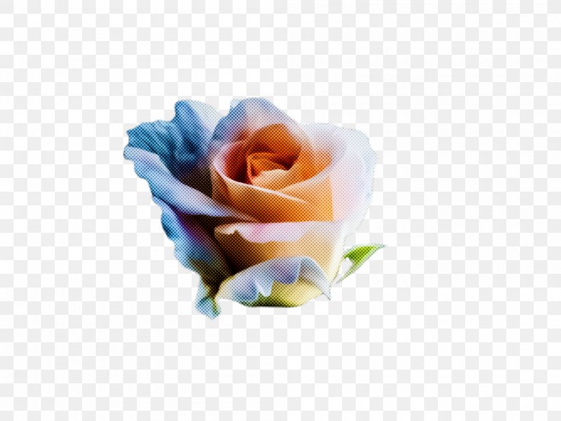 Rainbow Rose, PNG, 2000x1500px, Rose, Blue, Flower, Orange, Petal Download Free