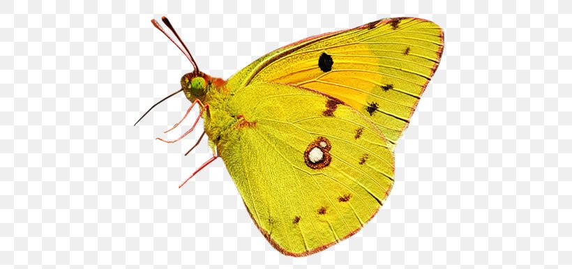 Colias Butterfly Moth Nymphalidae, PNG, 500x386px, Colias, Arthropod, Brush Footed Butterfly, Butterflies And Moths, Butterfly Download Free