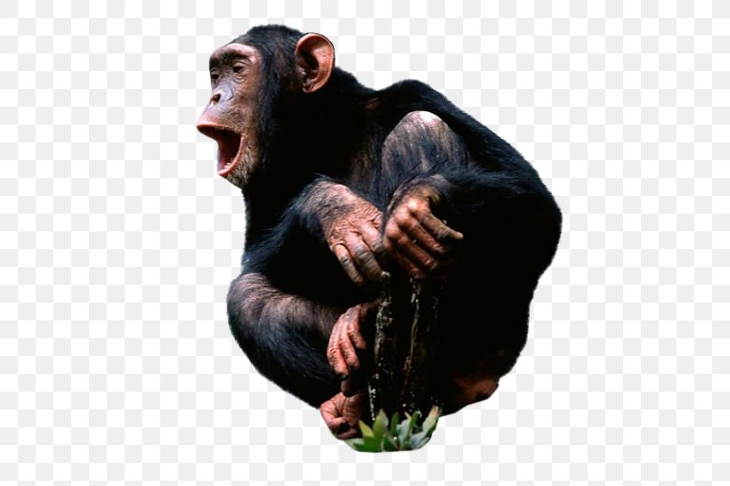 Common Chimpanzee Desktop Wallpaper Monkey, PNG, 563x546px, Common Chimpanzee, Aggression, Chimpanzee, Great Ape, Mammal Download Free