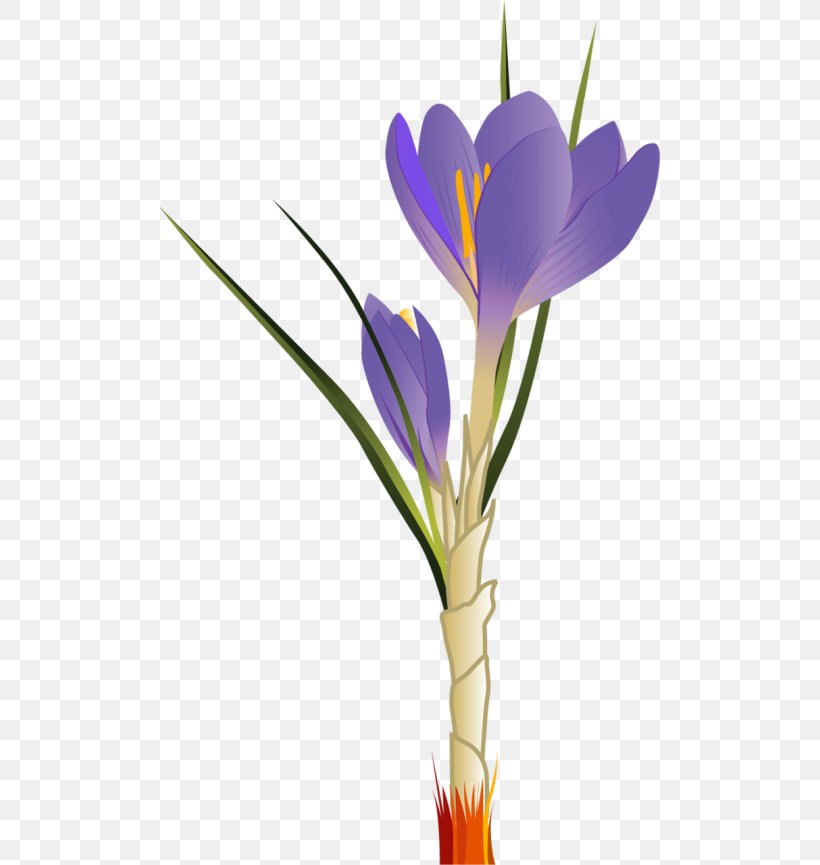 Crocus Vernus Clip Art Openclipart Autumn Crocus Image, PNG, 500x865px, Crocus Vernus, Autumn Crocus, Crocus, Cut Flowers, Document Download Free