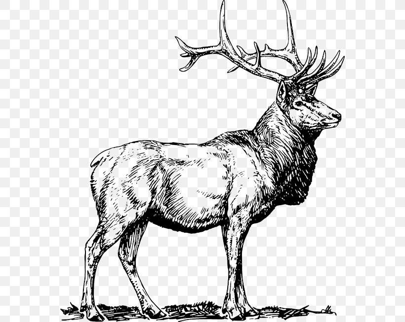 Elk Deer Clip Art, PNG, 576x653px, Elk, Antler, Art, Black And White, Deer Download Free