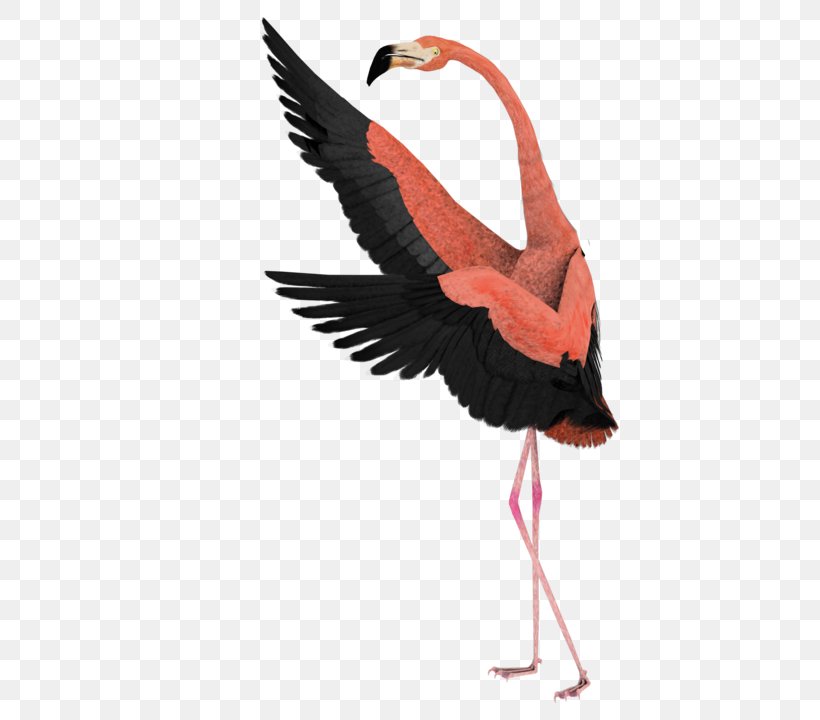 Flamingo Watercolor, PNG, 534x720px, Flamingo, Beak, Bird, Coloring Book, Dance Download Free