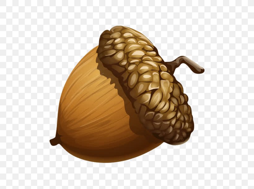 Nut Acorn Food Plant Vegetable, PNG, 610x610px, Nut, Acorn, Food, Fruit, Nuts Seeds Download Free