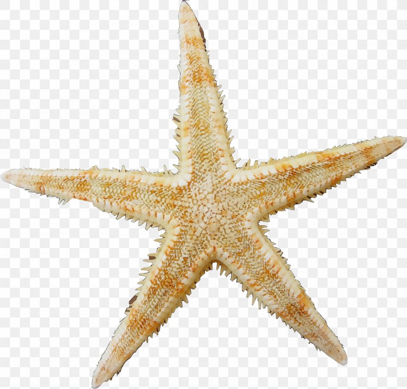 School Cartoon, PNG, 2330x2228px, Starfish, School, Star Download Free