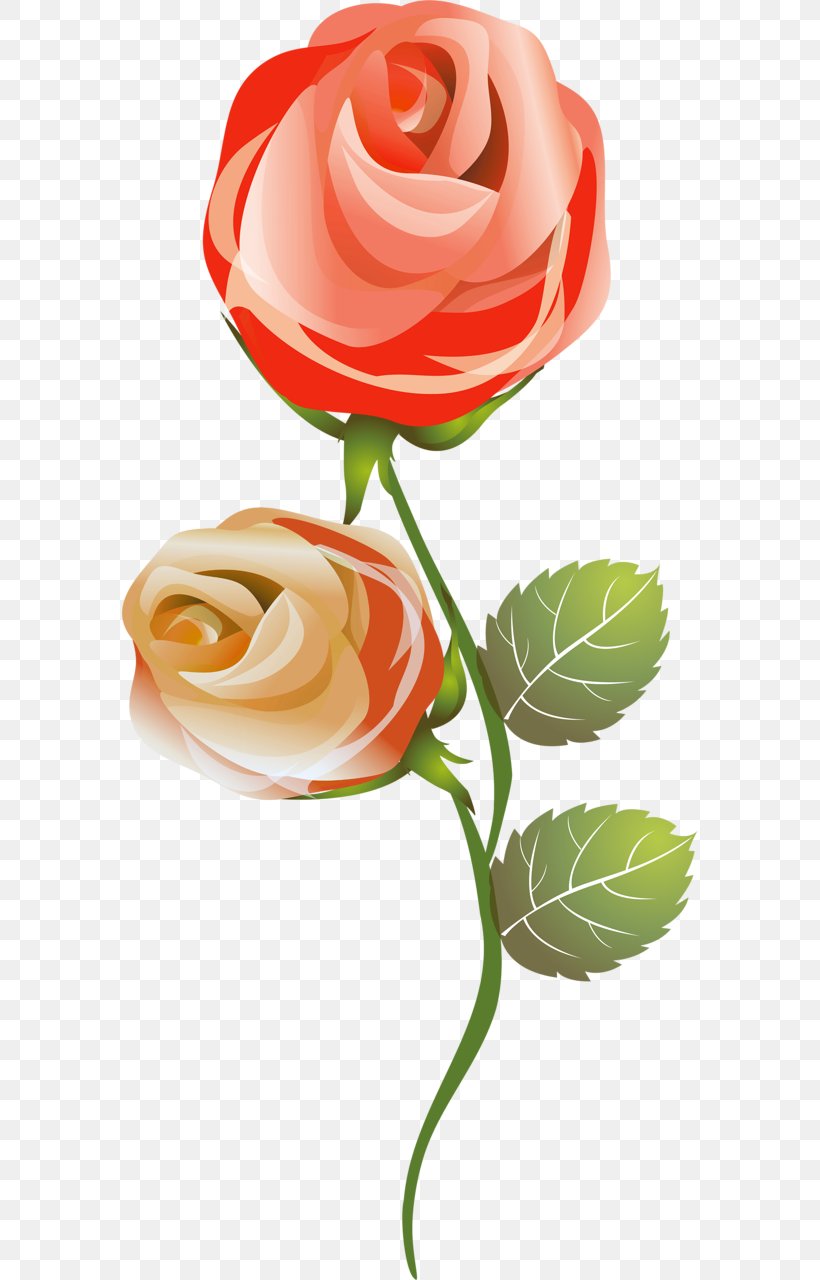 Garden Roses French Rose Flower Garden Cut Flowers, PNG, 576x1280px, Garden Roses, Artificial Flower, Beach Rose, Cut Flowers, Floral Design Download Free