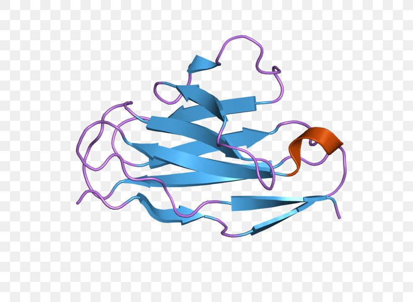 Intermediate Filament Glial Fibrillary Acidic Protein Protein Filament Microtubule, PNG, 800x600px, Intermediate Filament, Actin, Cell, Cytoskeleton, Desmin Download Free