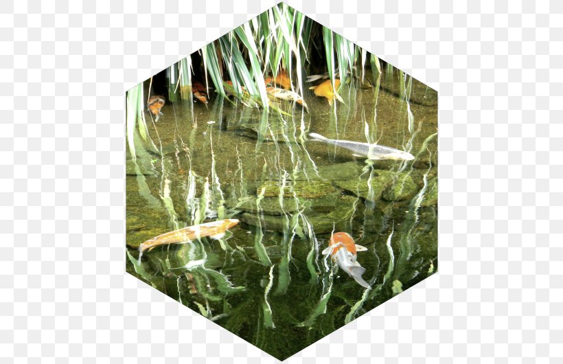 Koi Fish Pond Ecosystem Aquatic Plants, PNG, 500x530px, Koi, Aquatic Animal, Aquatic Plant, Aquatic Plants, Ecosystem Download Free