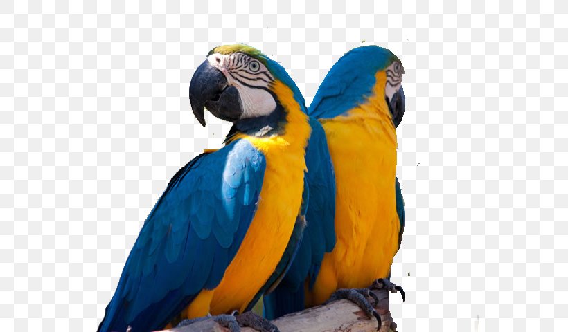 Parrot Blue-and-yellow Macaw Bird Lear's Macaw, PNG, 700x480px, Parrot, Animal, Aviculture, Beak, Bird Download Free