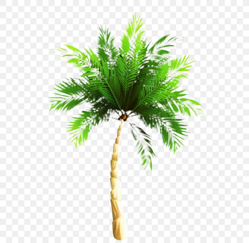 Asian Palmyra Palm Babassu Palm Trees Oil Palms Coconut, PNG, 584x800px, Asian Palmyra Palm, Arecales, Attalea, Attalea Speciosa, Babassu Download Free