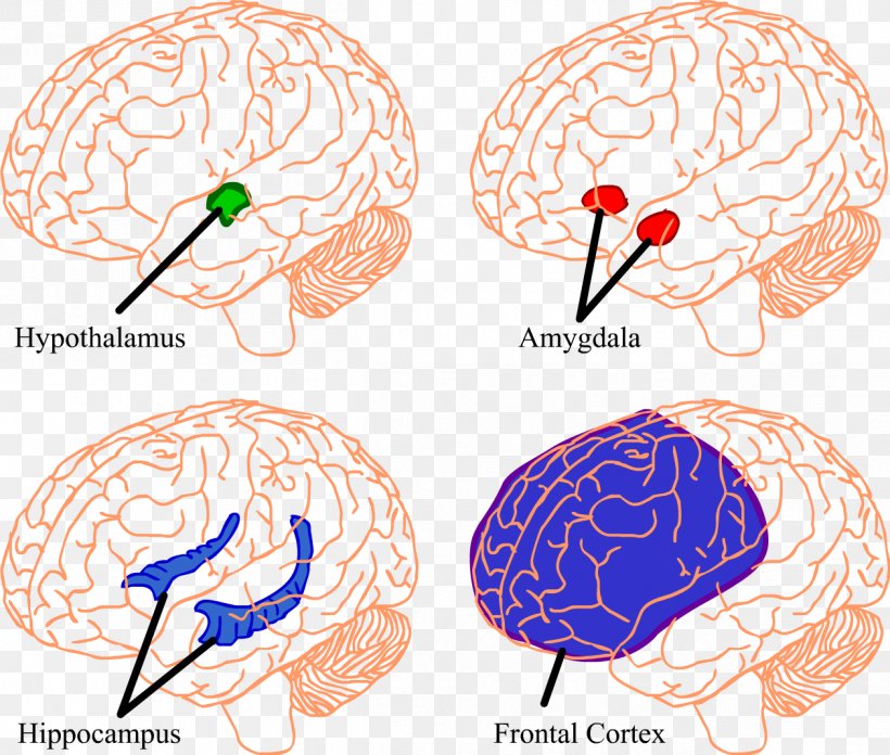 Brain Hippocampus Amygdala Hypothalamus Prefrontal Cortex, PNG, 1259x1069px, Watercolor, Cartoon, Flower, Frame, Heart Download Free