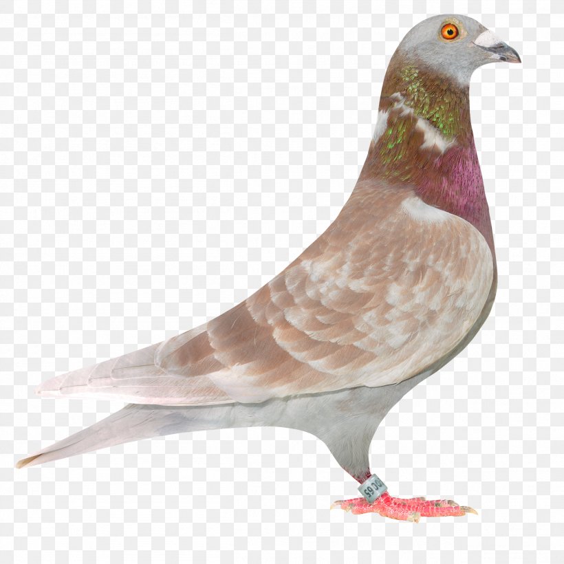 Columbidae Racing Homer Homing Pigeon Bird Fancy Pigeon, PNG, 2513x2513px, Columbidae, Beak, Bird, Breed, Domestic Pigeon Download Free