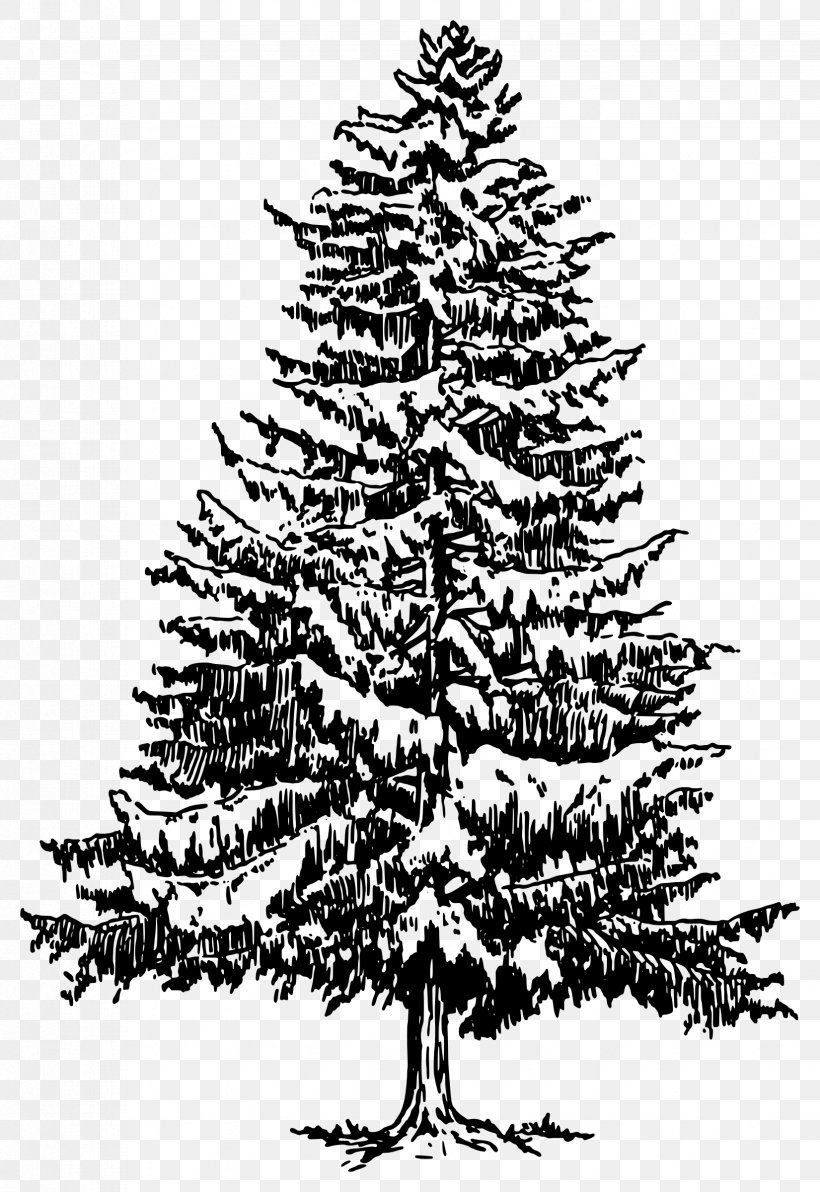 Pine Drawing Tree Evergreen Clip Art, PNG, 1651x2400px, Pine, Art, Black  And White, Black Pine, Branch