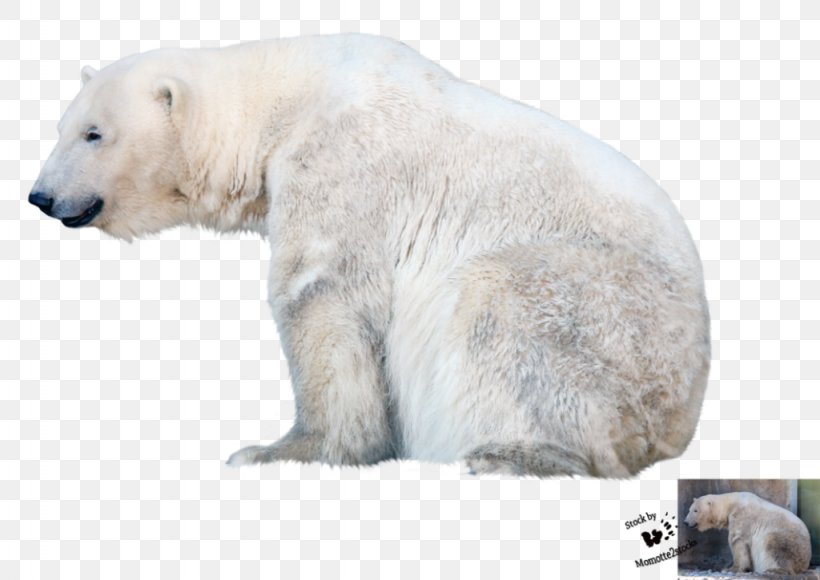 Polar Bear Desktop Wallpaper Clip Art, PNG, 1024x725px, Polar Bear, Bear, Carnivoran, Fauna, Kodiak Bear Download Free