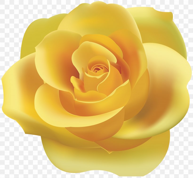 Rose Yellow Clip Art, PNG, 8000x7380px, Beach Rose, Close Up, Color