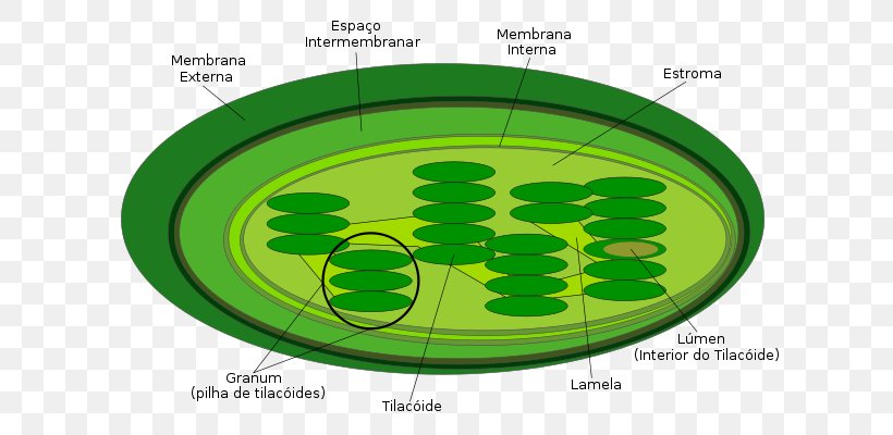 Chloroplast Thylakoid Plant Cell Photosynthesis, PNG, 648x400px, Chloroplast, Biological Membrane, Biology, Cell, Cell Membrane Download Free