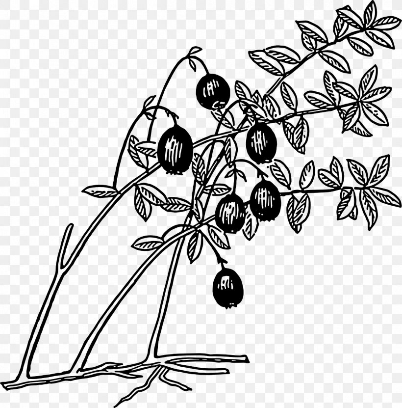 Cranberry Juice Coloring Book Clip Art, PNG, 1263x1280px, Cranberry Juice, Berry, Black And White, Blueberry, Branch Download Free