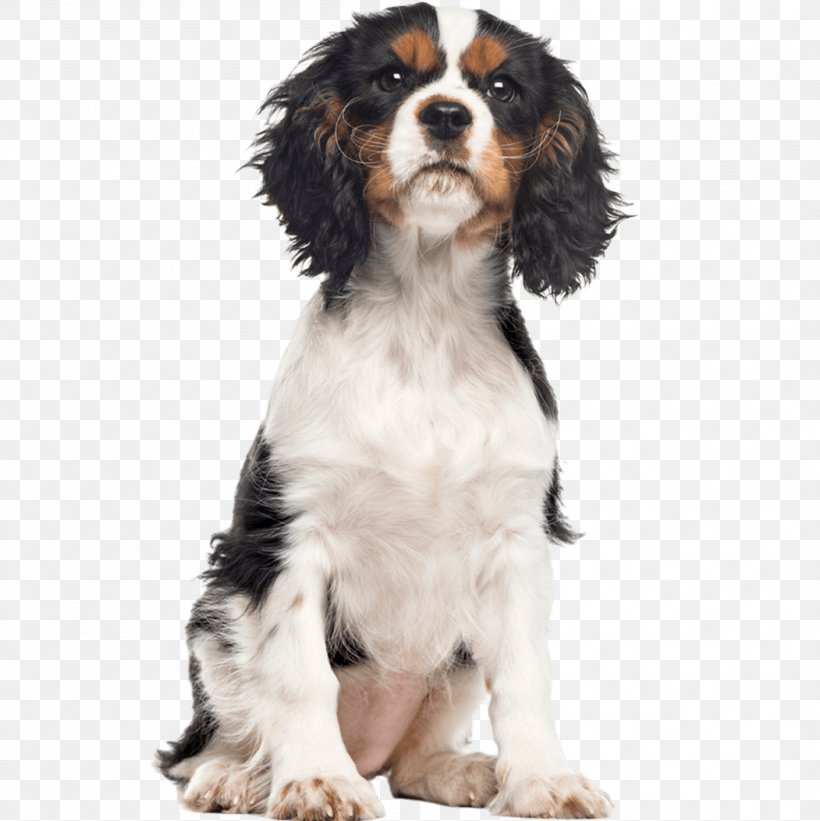 English Springer Spaniel Cavalier King Charles Spaniel Dog Breed Puppy, PNG, 1051x1053px, English Springer Spaniel, Carnivoran, Cavalier King Charles Spaniel, Companion Dog, Dog Download Free