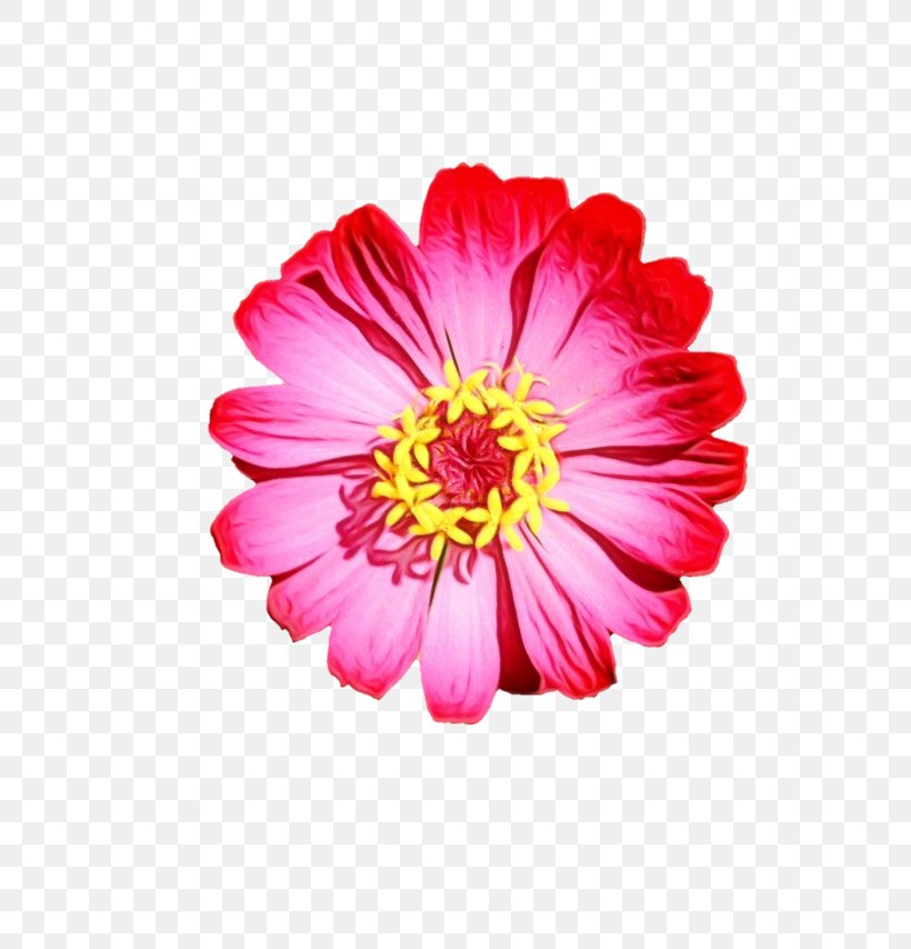 Garden Cosmos Transvaal Daisy Chrysanthemum Dahlia Cut Flowers, PNG, 640x854px, Garden Cosmos, Annual Plant, Aster, Barberton Daisy, Chrysanthemum Download Free
