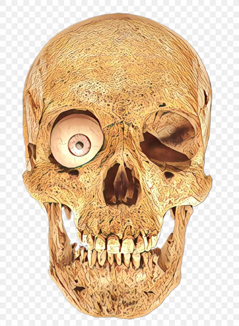 Skull Bone Head Jaw Forehead, PNG, 1023x1399px, Skull, Anthropology, Bone, Forehead, Head Download Free