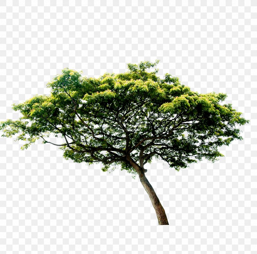 Tree, PNG, 2523x2494px, Tree, Banner, Branch, Color, Flowerpot Download Free