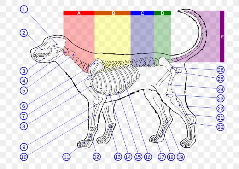Dog Anatomy Vertebral Column Thoracic Vertebrae, PNG, 1280x905px, Watercolor, Cartoon, Flower, Frame, Heart Download Free