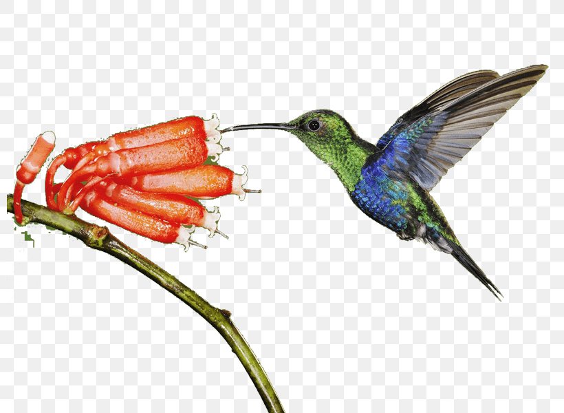 Hummingbird Light Animal, PNG, 800x600px, Watercolor, Cartoon, Flower, Frame, Heart Download Free