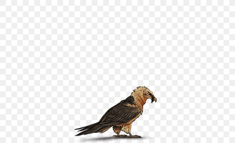 Buzzard Hawk Eagle Beak Feather, PNG, 640x500px, Buzzard, Beak, Bird, Bird Of Prey, Eagle Download Free