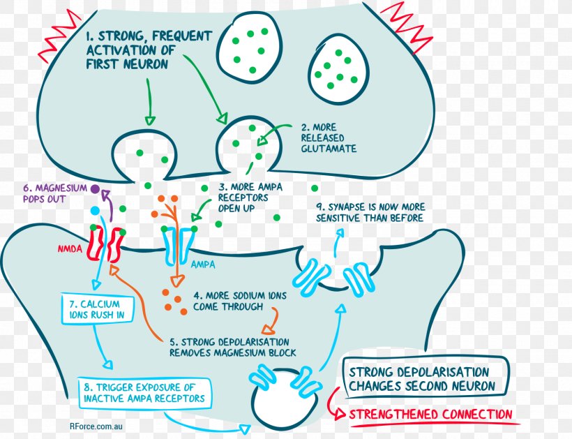 Human Behavior Organism Line Point, PNG, 1600x1228px, Human Behavior, Area, Behavior, Communication, Diagram Download Free