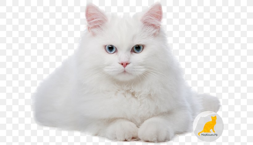 Kitten Chantilly-Tiffany Congenital Sensorineural Deafness In Cats Pet Veterinarian, PNG, 650x469px, Kitten, Animal, Asian Semi Longhair, British Semi Longhair, Carnivoran Download Free