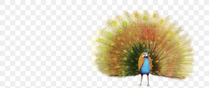 Peafowl Animal Illustration, PNG, 6440x2733px, Peafowl, Animal, Chinoiserie, Drawing, Feather Download Free