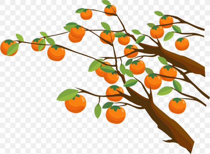 Persimmon Tree Euclidean Vector, PNG, 1110x815px, Persimmon, Branch, Citrus, Drawing, Food Download Free
