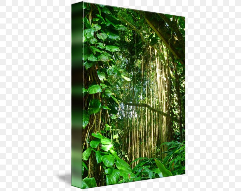 Rainforest Biome Nature Reserve Vegetation, PNG, 452x650px, Rainforest, Bamboo, Biome, Ecosystem, Flora Download Free