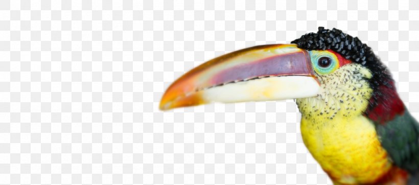 Toucan Beak Hornbill Close-up Feather, PNG, 1024x453px, Toucan, Beak, Bird, Close Up, Closeup Download Free