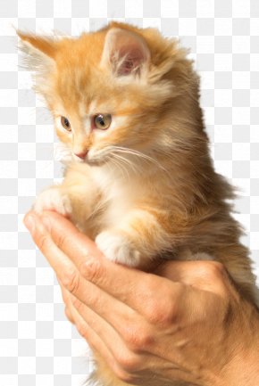 Kitten - British Shorthair Persian Cat Kitten Puppy Felidae PNG