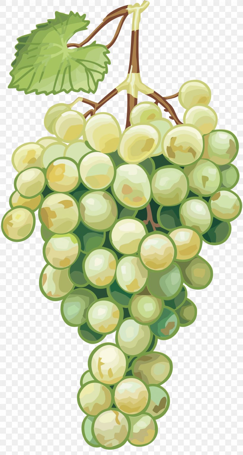 Common Grape Vine Drawing Grape Seed Oil, PNG, 2600x4858px, Common Grape Vine, Carrier Oil, Drawing, Flowering Plant, Food Download Free